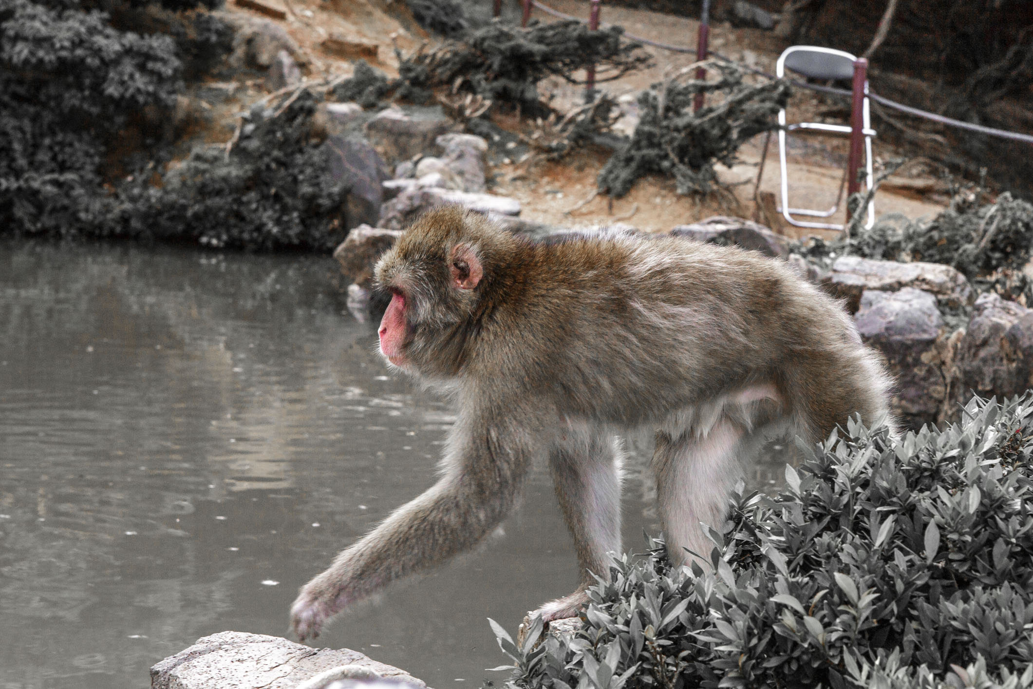 /Guewen/galeries/public/Nature/Japon/macaque-japonais/Macaque-Japonais-Nihonzaru_007.jpg