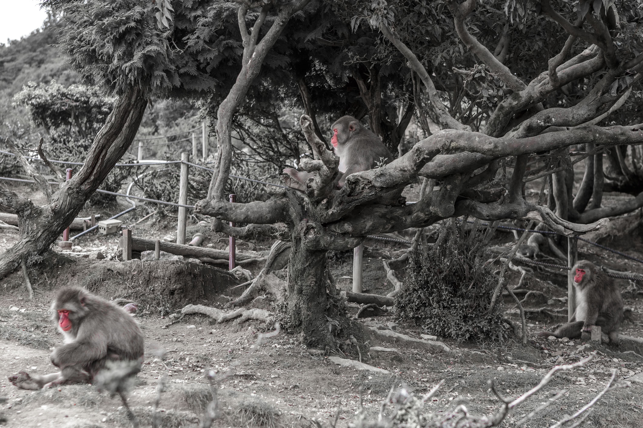 /Guewen/galeries/public/Nature/Japon/macaque-japonais/Macaque-Japonais-Nihonzaru_009.jpg