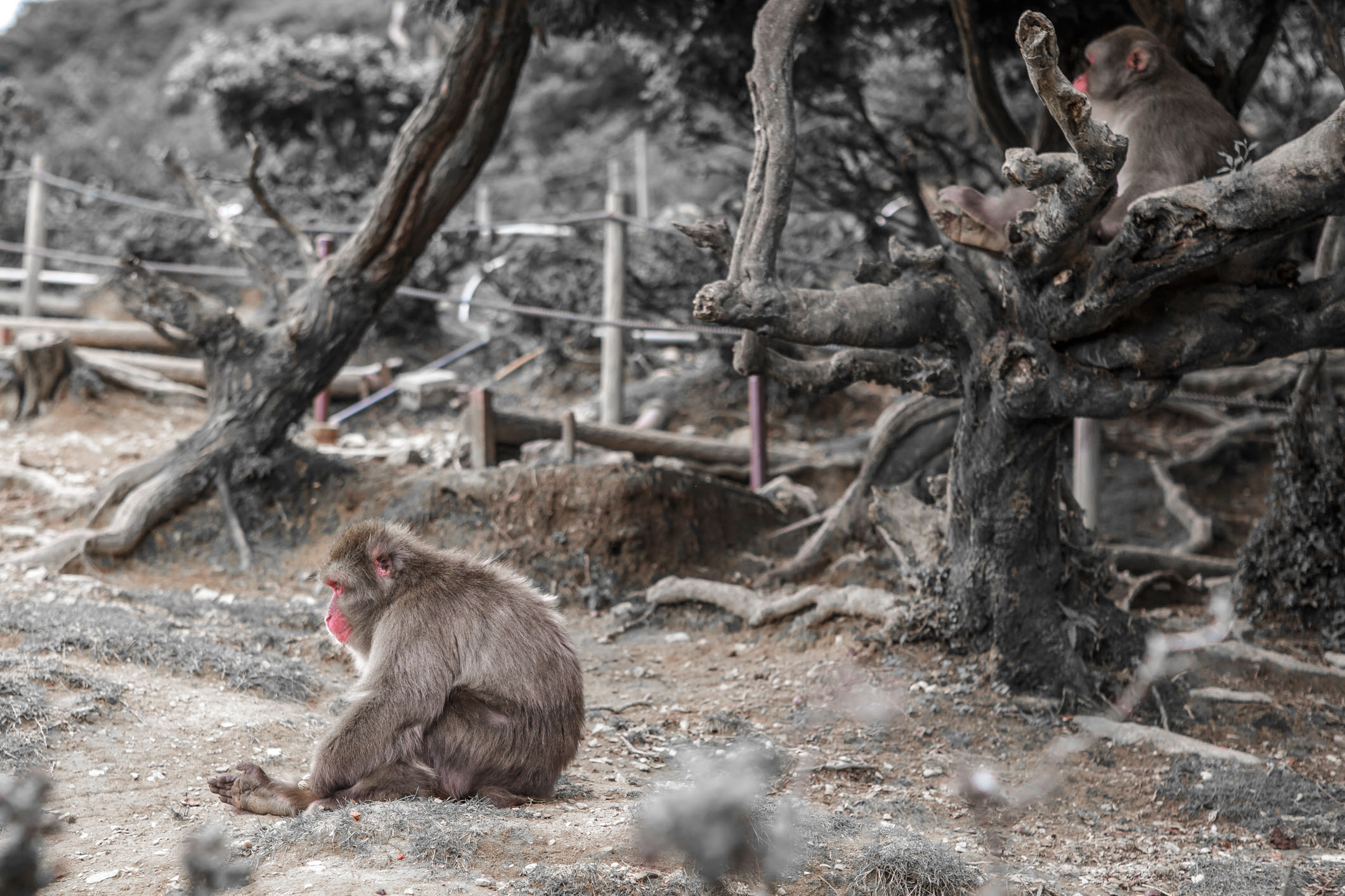 /Guewen/galeries/public/Nature/Japon/macaque-japonais/Macaque-Japonais-Nihonzaru_010.jpg