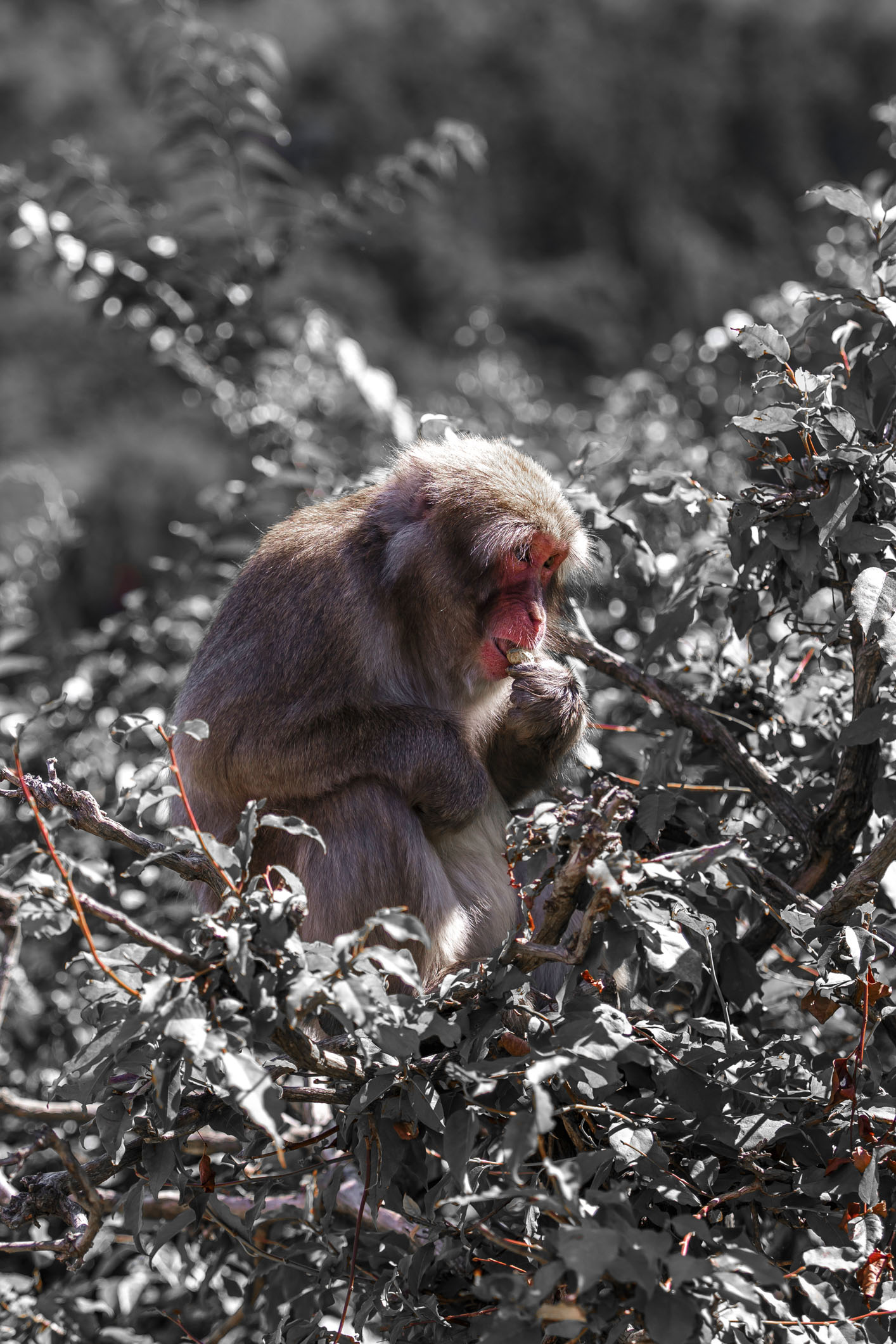 /Guewen/galeries/public/Nature/Japon/macaque-japonais/Macaque-Japonais-Nihonzaru_014.jpg