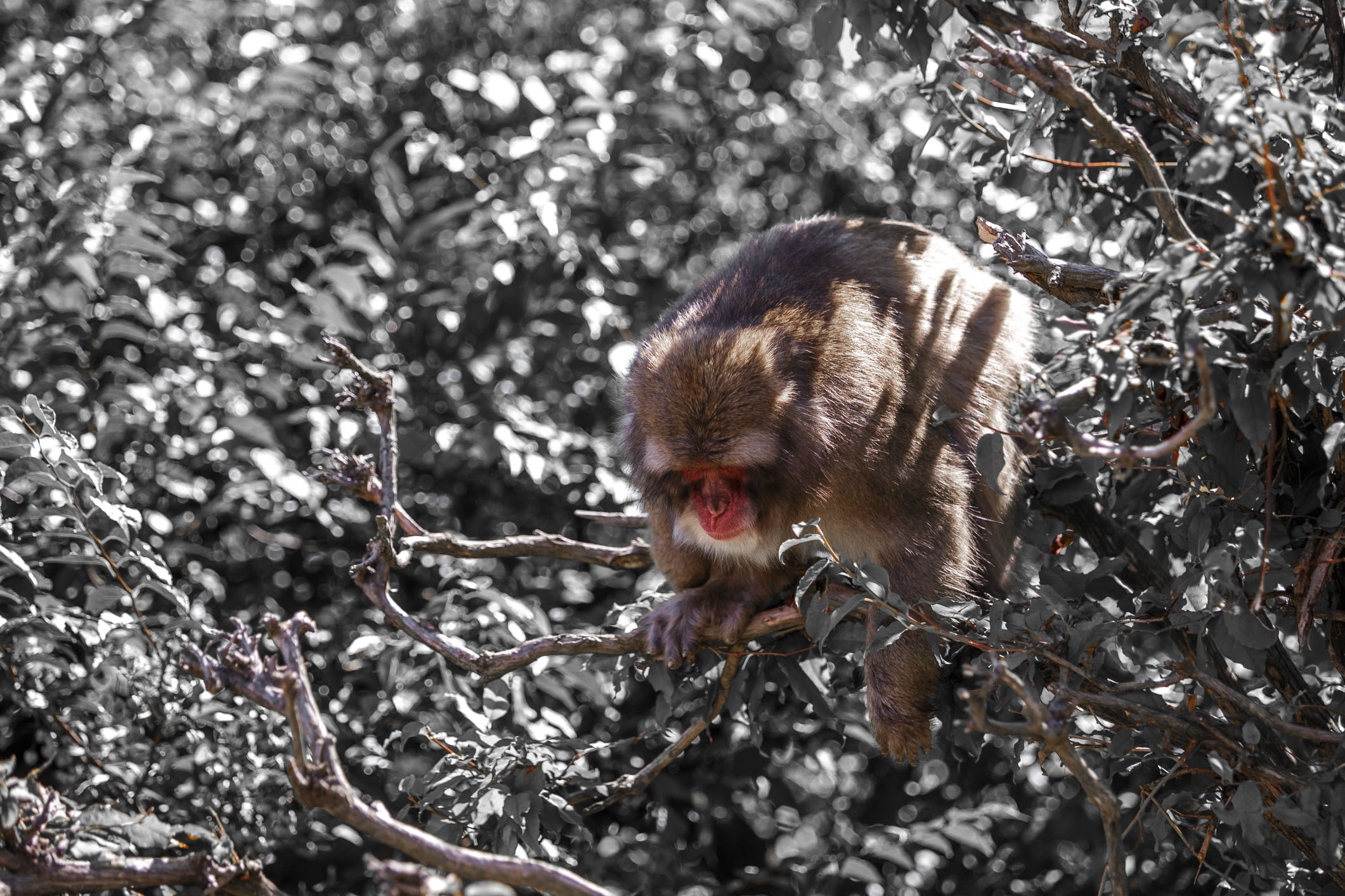 /Guewen/galeries/public/Nature/Japon/macaque-japonais/Macaque-Japonais-Nihonzaru_016.jpg