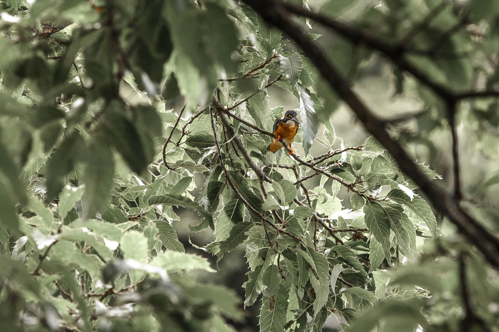 /Guewen/galeries/public/Nature/Japon/oiseaux/divers/Kyoto-martin-pecheur_002.jpg