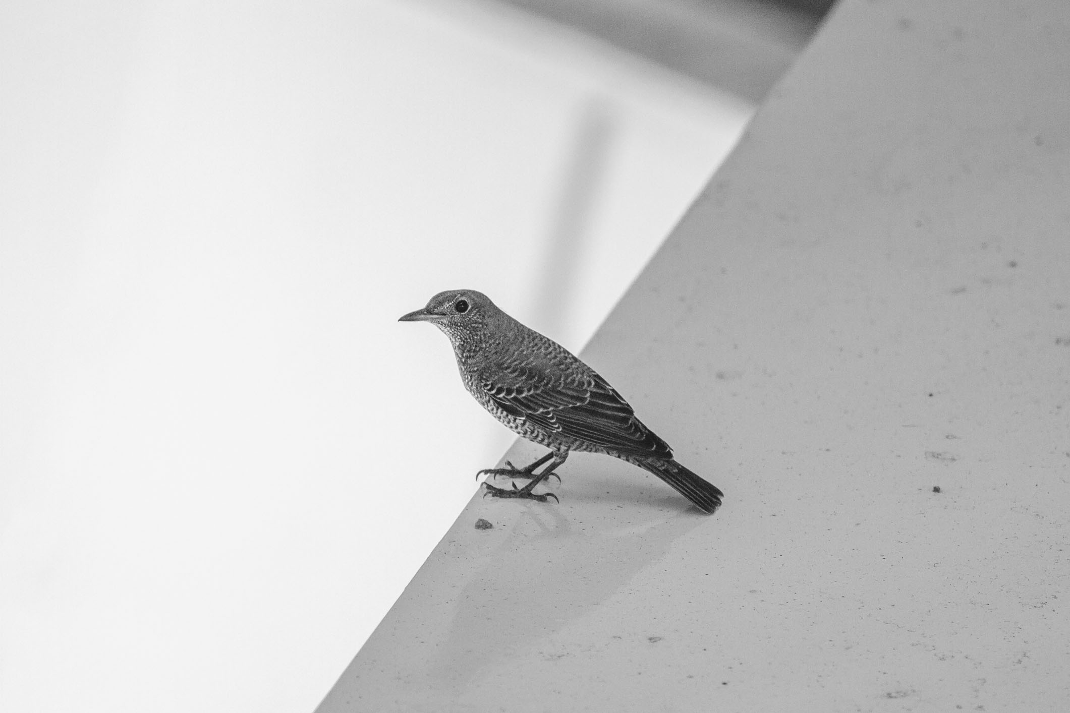 /Guewen/galeries/public/Nature/Japon/oiseaux/divers/Naruto-grive_001.jpg