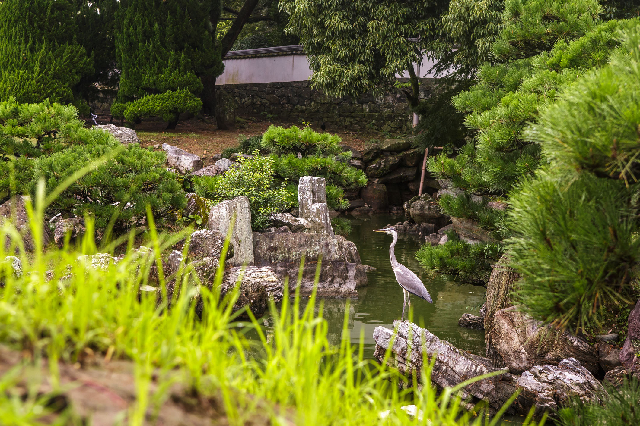 /Guewen/galeries/public/Nature/Japon/oiseaux/herons-aigrettes/Heron-sagi_005.jpg