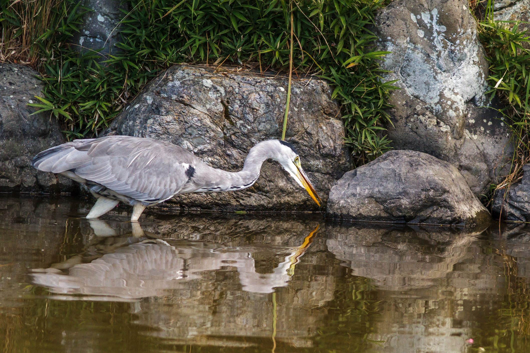 /Guewen/galeries/public/Nature/Japon/oiseaux/herons-aigrettes/Heron-sagi_008.jpg