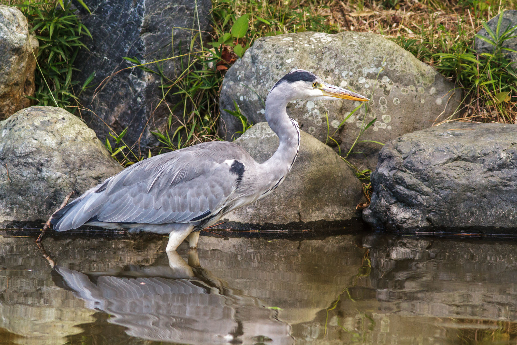 /Guewen/galeries/public/Nature/Japon/oiseaux/herons-aigrettes/Heron-sagi_010.jpg