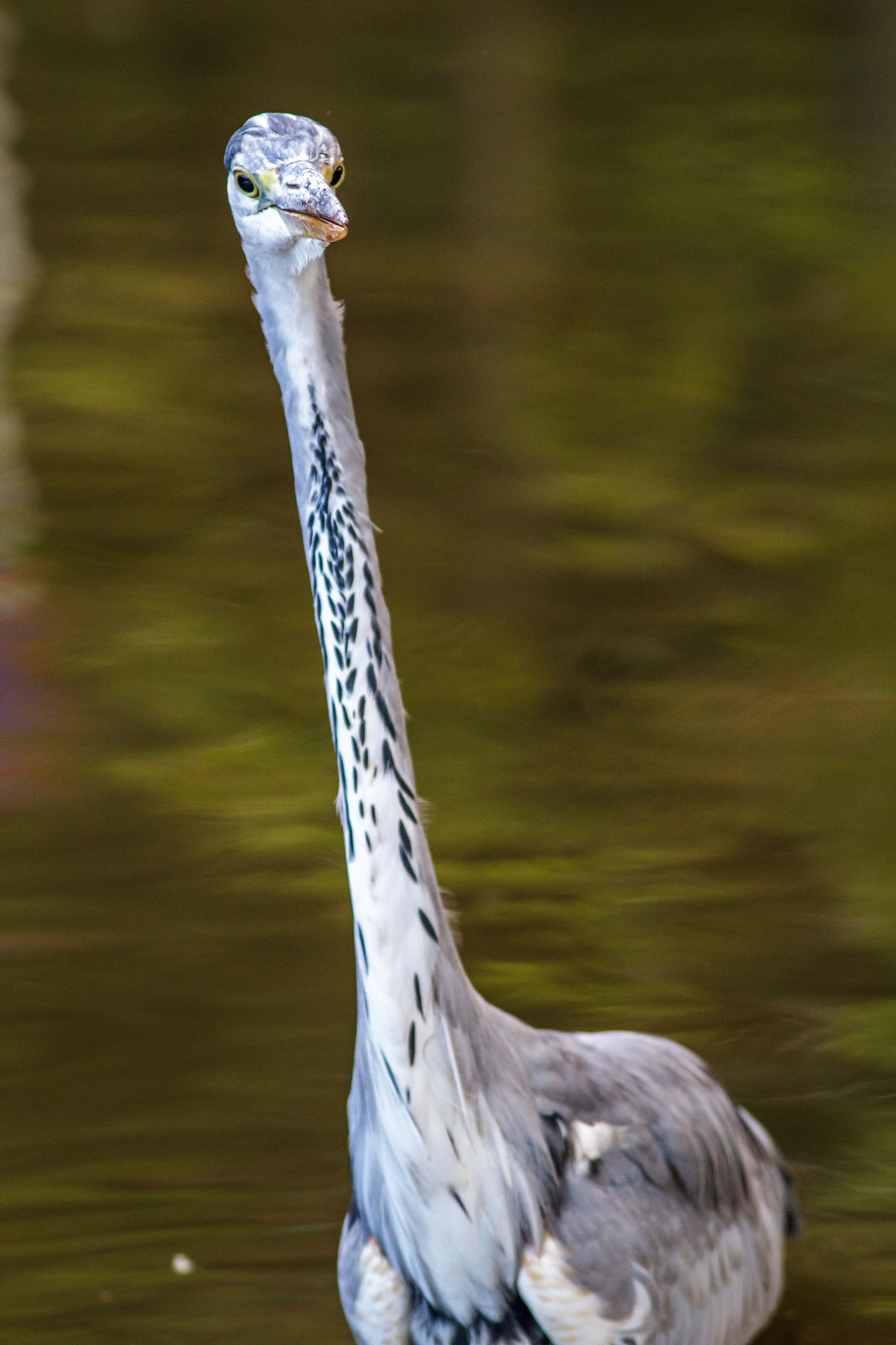 /Guewen/galeries/public/Nature/Japon/oiseaux/herons-aigrettes/Heron-sagi_018.jpg