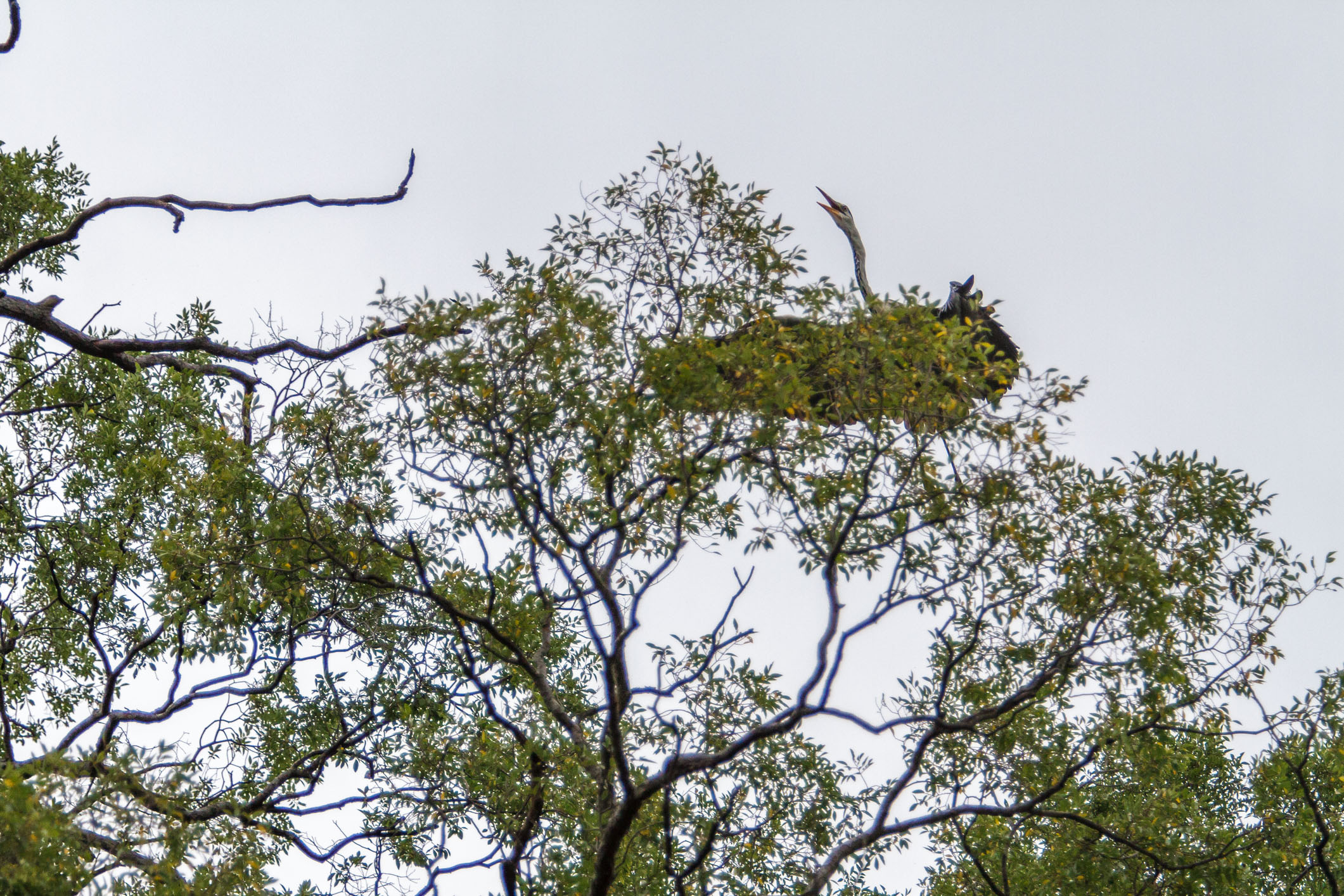 /Guewen/galeries/public/Nature/Japon/oiseaux/herons-aigrettes/Heron-sagi_030.jpg