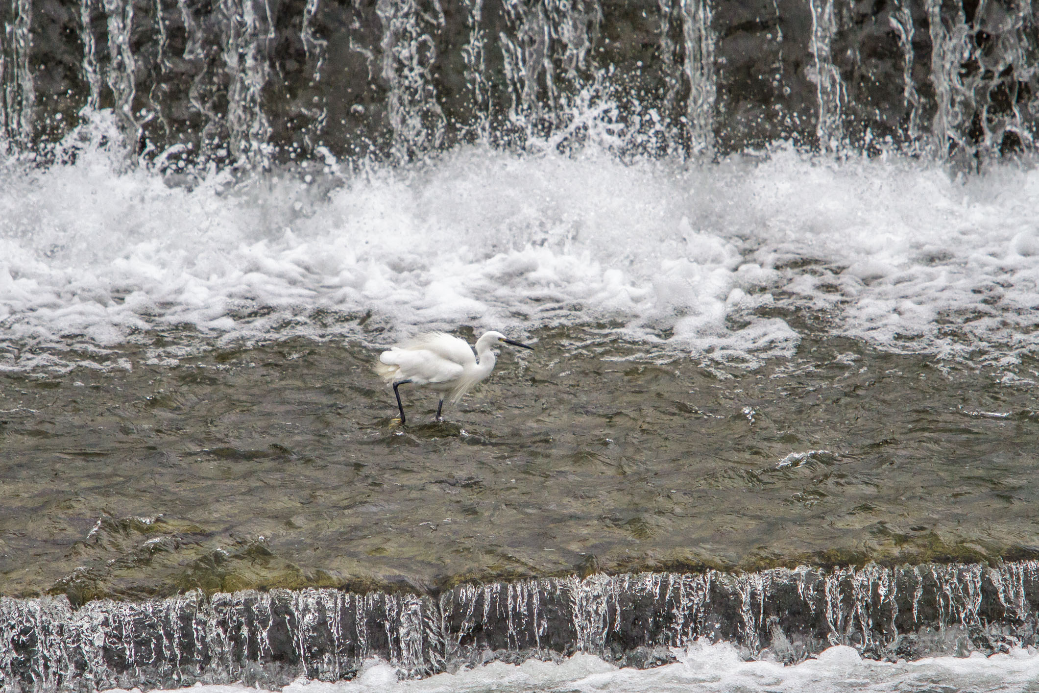 /Guewen/galeries/public/Nature/Japon/oiseaux/herons-aigrettes/Kyoto-aigrette_008.jpg
