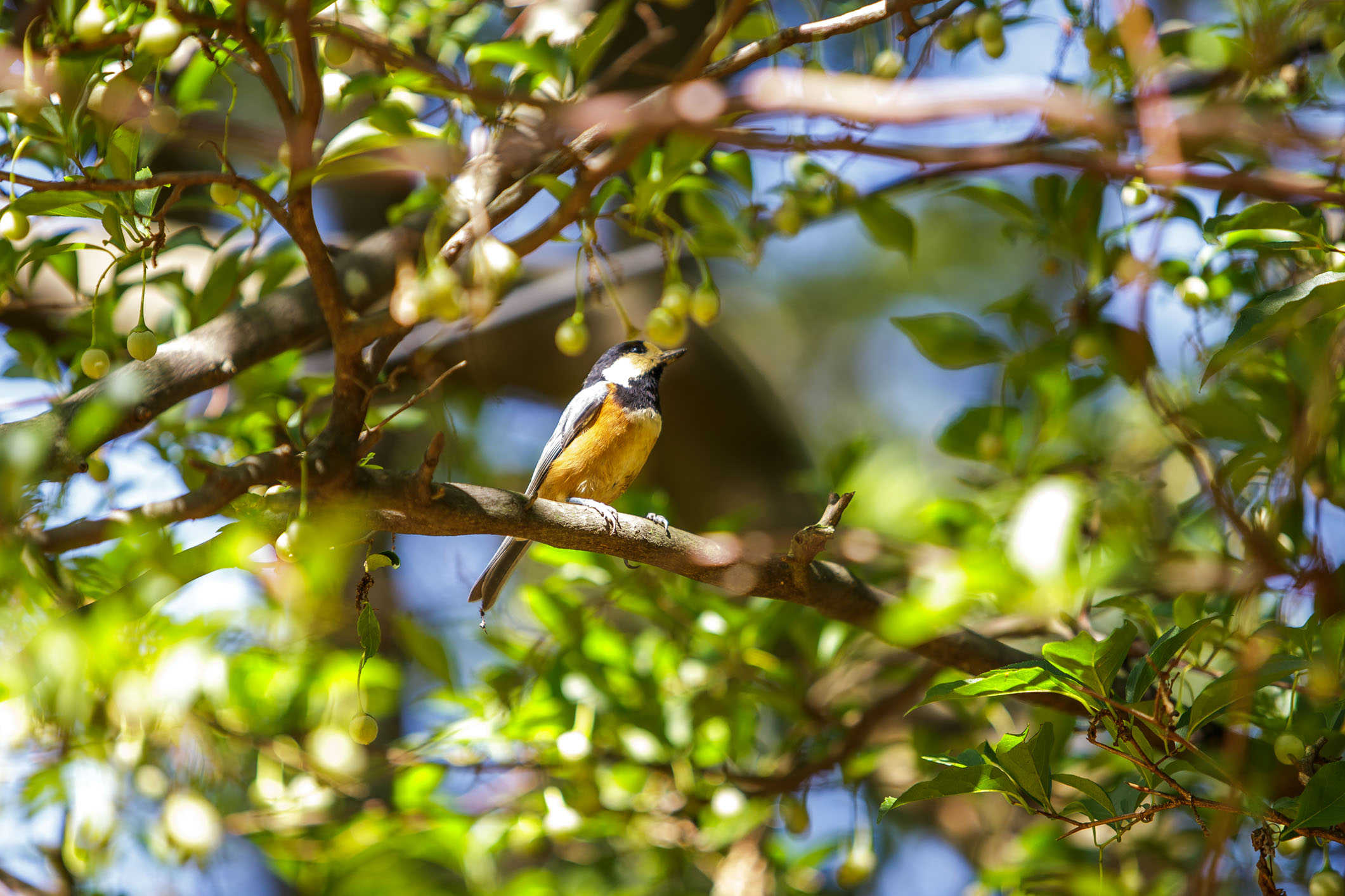 /Guewen/galeries/public/Nature/Japon/oiseaux/mesange/Shijukara-mesange_014.jpg