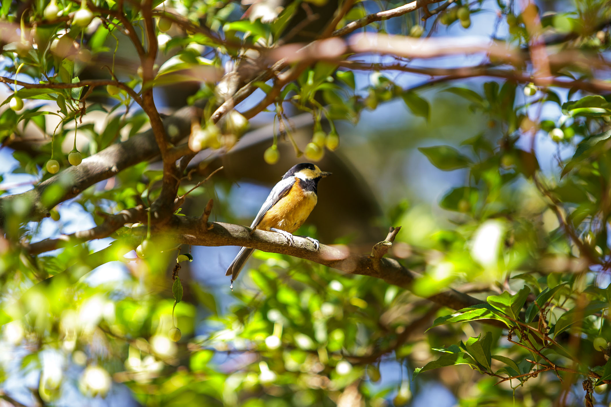 /Guewen/galeries/public/Nature/Japon/oiseaux/mesange/Shijukara-mesange_015.jpg