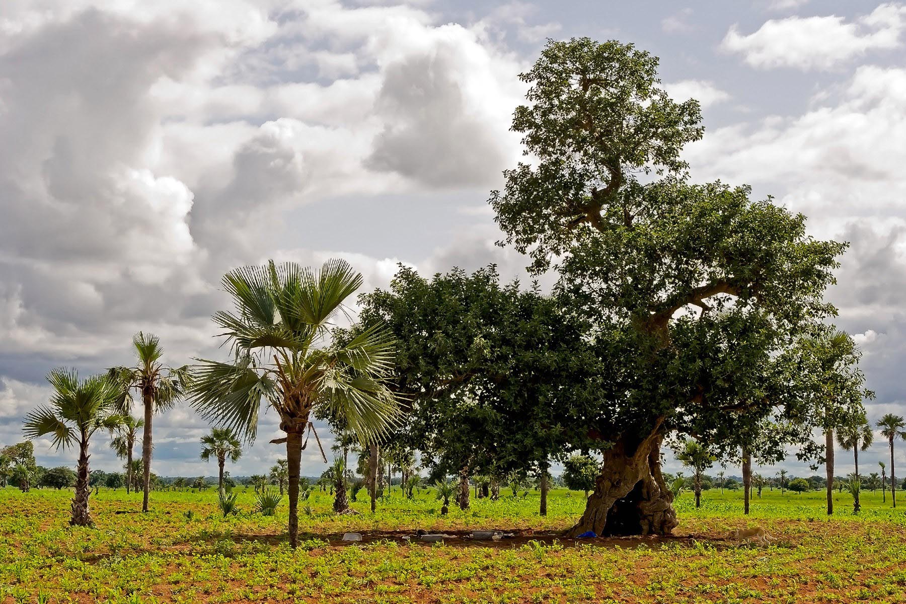 /Guewen/galeries/public/Voyages/Burkina_Faso/village_awa/village-awa_025.jpg