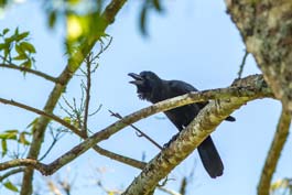  Indian Jungle Crow - Thekkady - Periyar Wildlife - Kumily