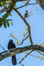 Bulbul orphée VS Indian Jungle Crow