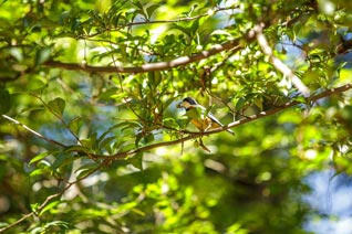 Mésange variée du Japon - Sittiparus varius 