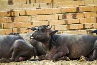 Sur les Gath, Inde, Varanasi