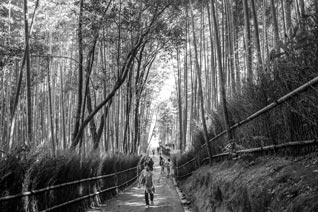 Sagano -  la forêt de bambou