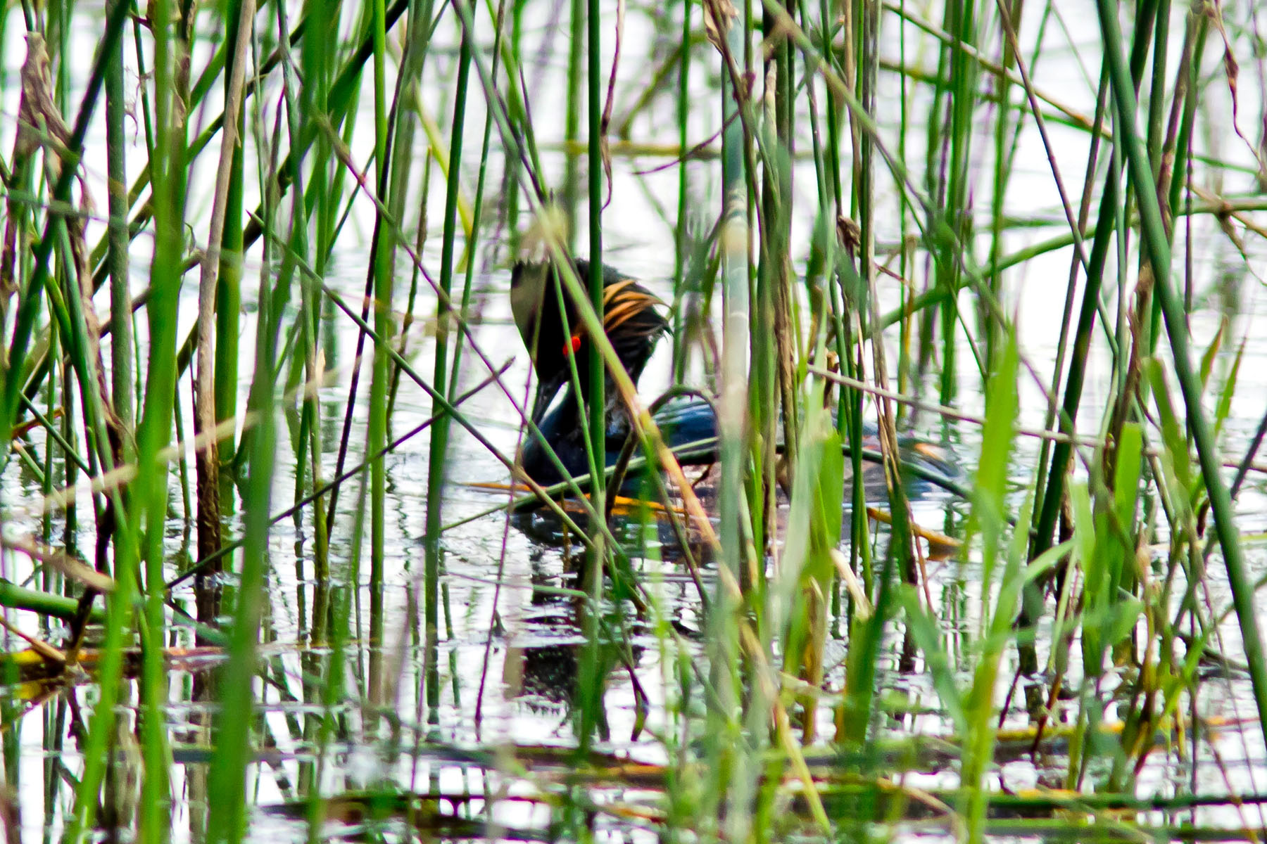 /Guewen/galeries/public/Nature/France/Grebes_Brenne/Grebes_001.jpg