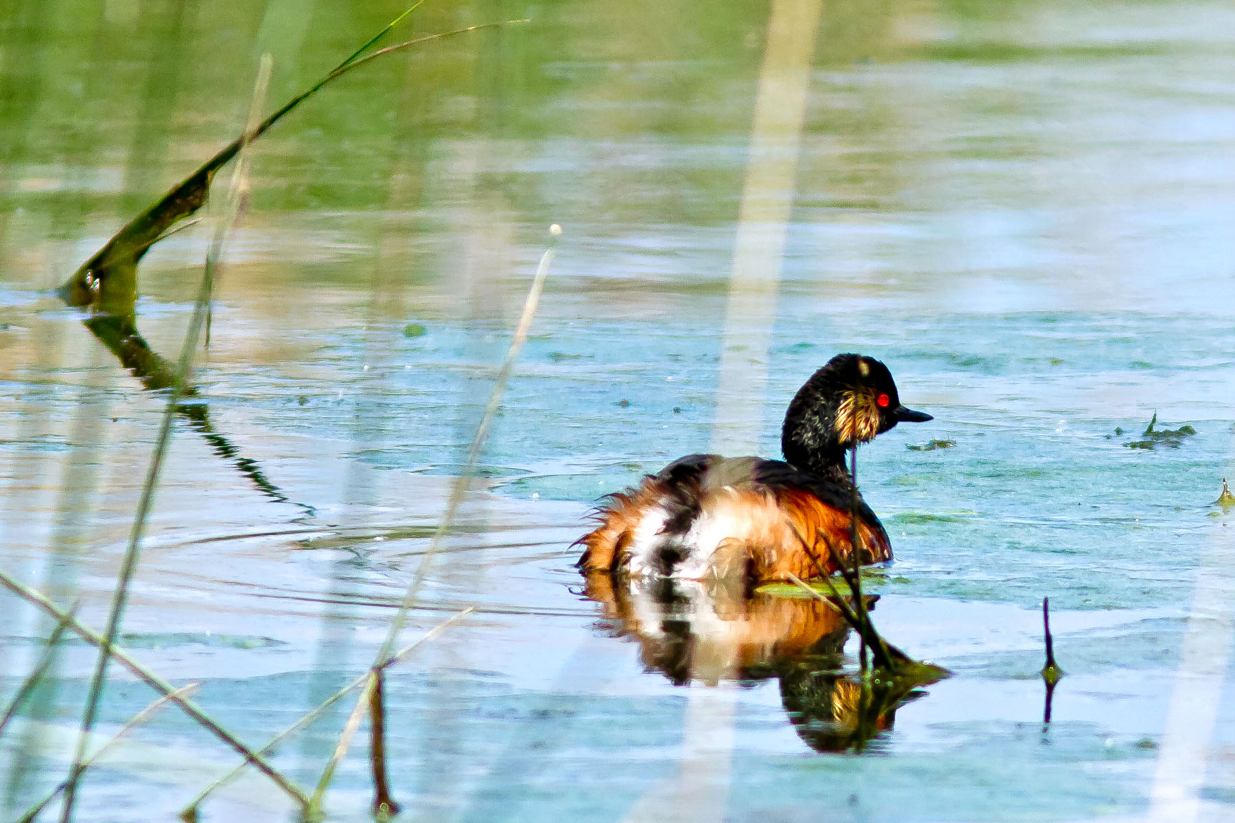 /Guewen/galeries/public/Nature/France/Grebes_Brenne/Grebes_002.jpg