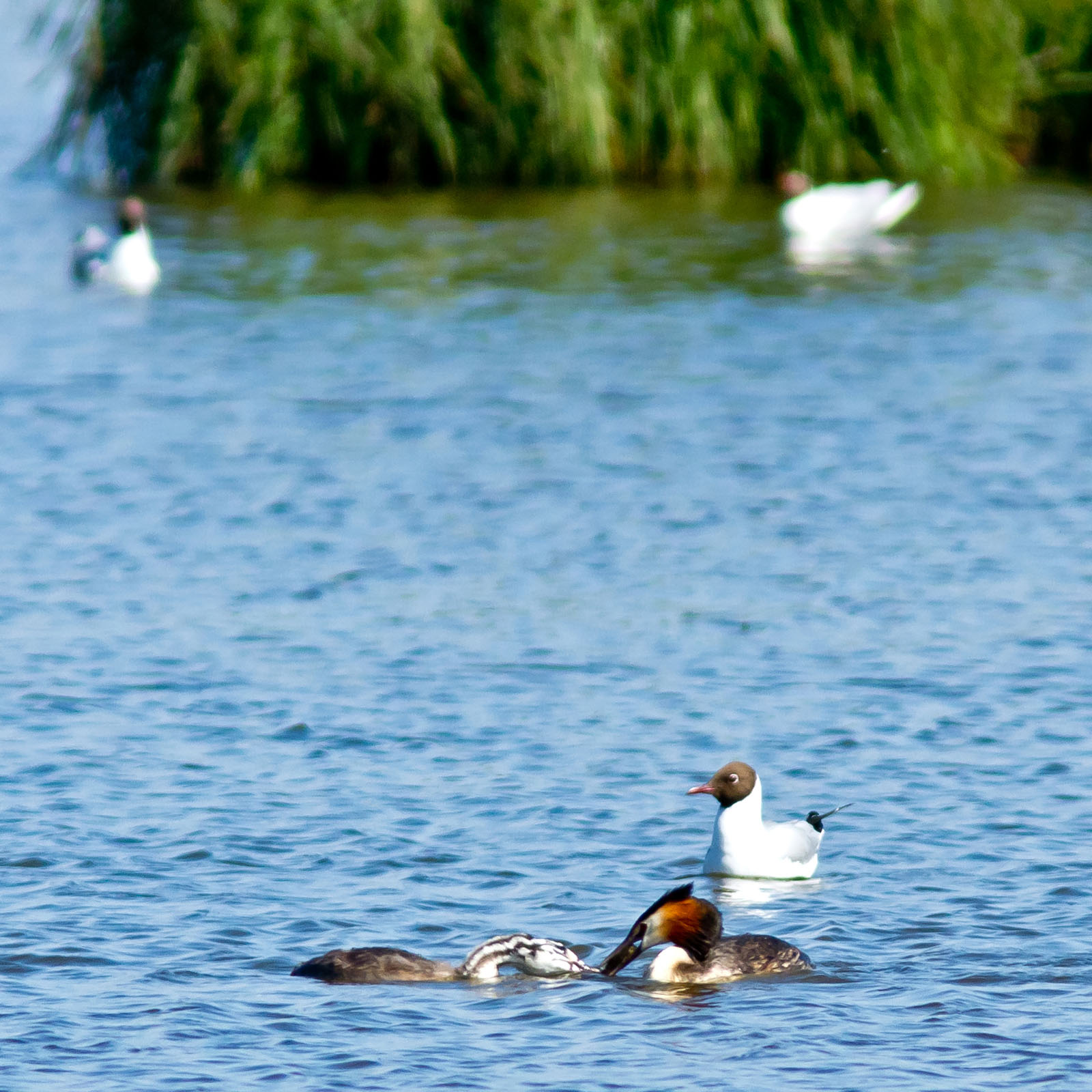 /Guewen/galeries/public/Nature/France/Grebes_Brenne/Grebes_005.jpg