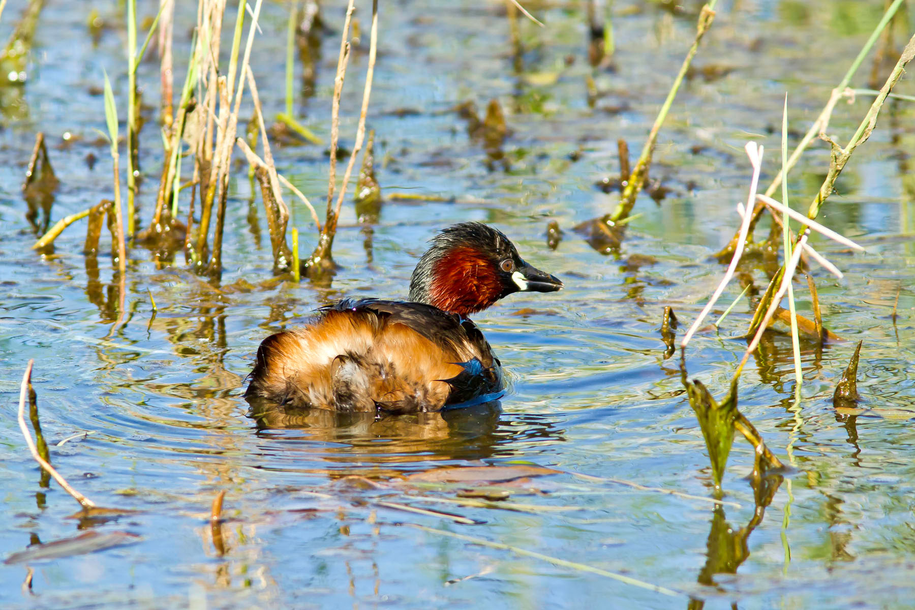 /Guewen/galeries/public/Nature/France/Grebes_Brenne/Grebes_009.jpg