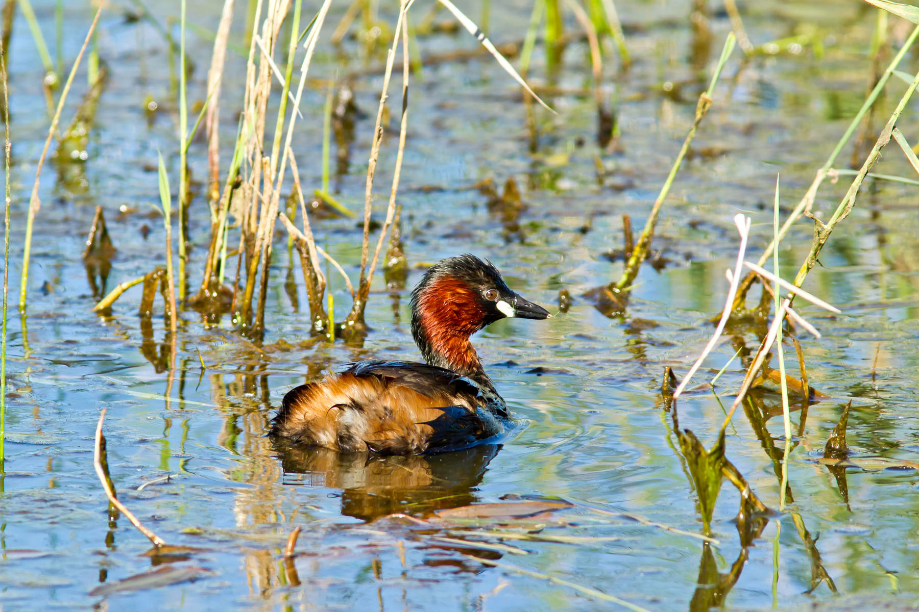 /Guewen/galeries/public/Nature/France/Grebes_Brenne/Grebes_010.jpg