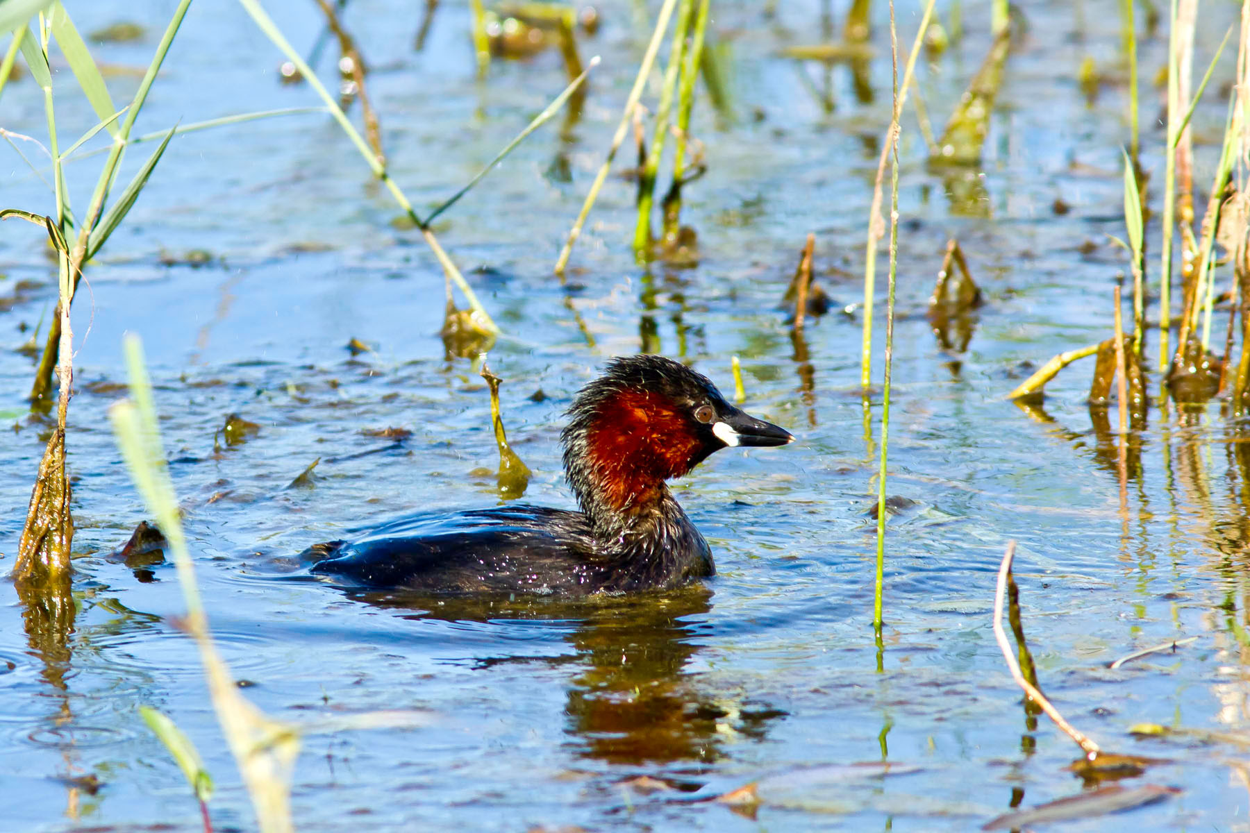 /Guewen/galeries/public/Nature/France/Grebes_Brenne/Grebes_013.jpg