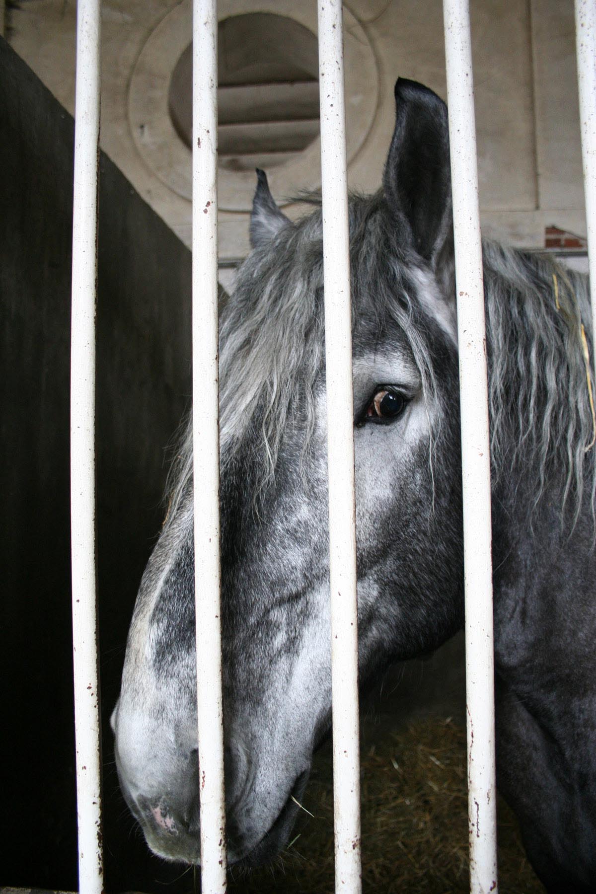 /Guewen/galeries/public/Nature/France/Haras_Blois/Haras_004.jpg