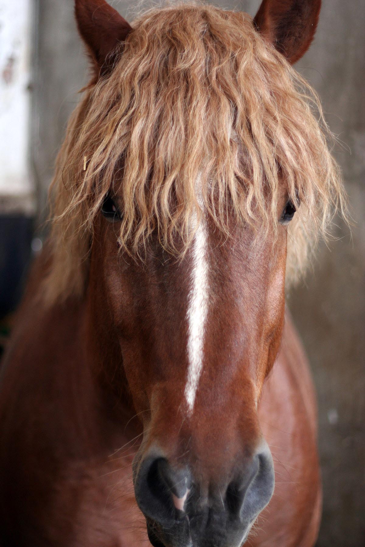 /Guewen/galeries/public/Nature/France/Haras_Blois/Haras_007.jpg