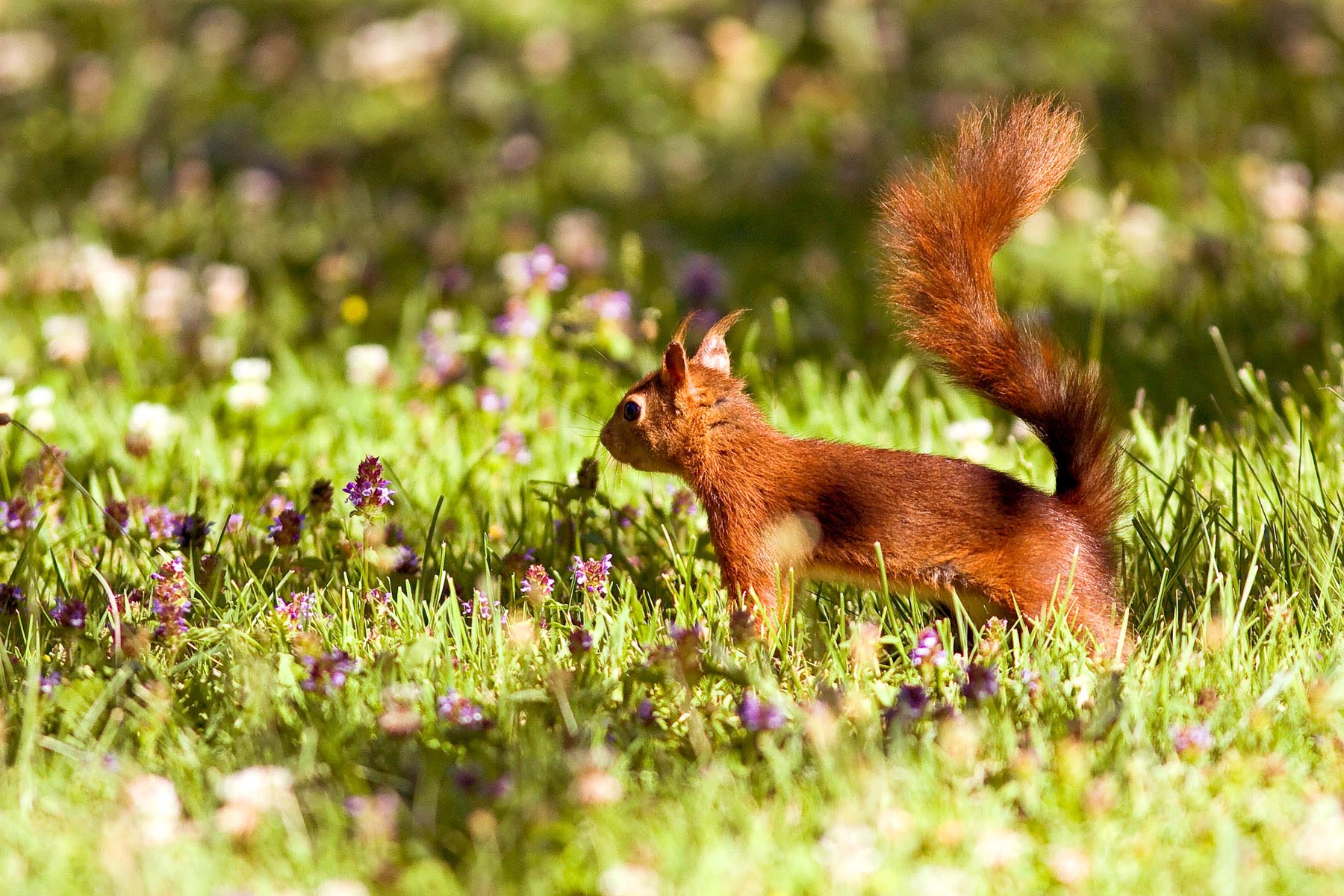 /Guewen/galeries/public/Nature/France/Spip/Spip_11.jpg