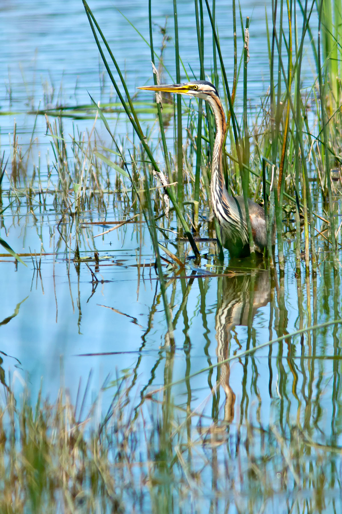 /Guewen/galeries/public/Nature/France/brenne_heron/Heron-pourpre_003.jpg