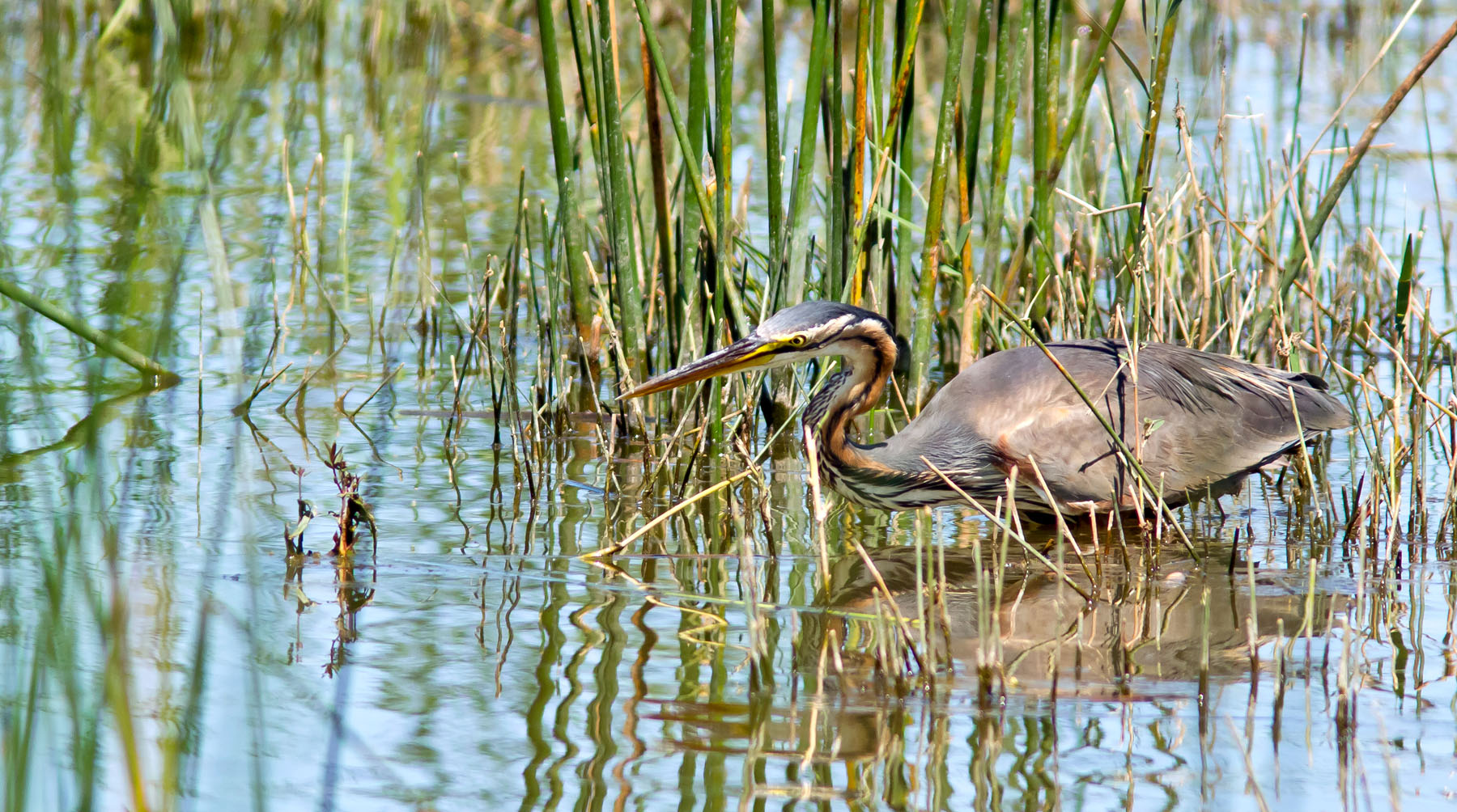 /Guewen/galeries/public/Nature/France/brenne_heron/Heron-pourpre_007.jpg