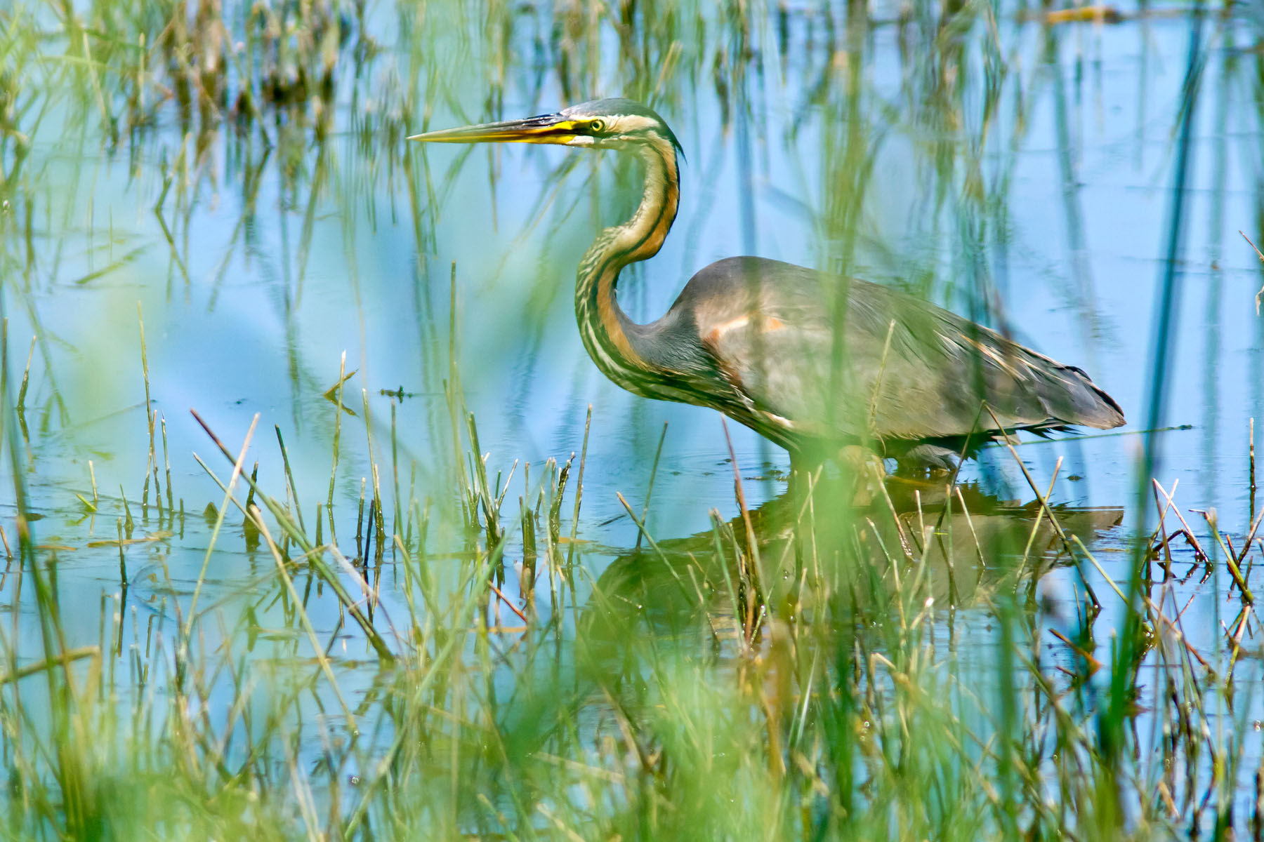 /Guewen/galeries/public/Nature/France/brenne_heron/Heron-pourpre_013.jpg