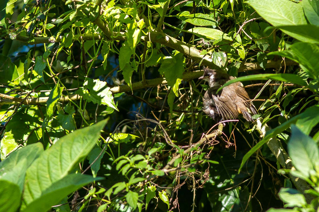 /Guewen/galeries/public/Nature/Inde/Kumily_Bird-1/bulbul_020.jpg