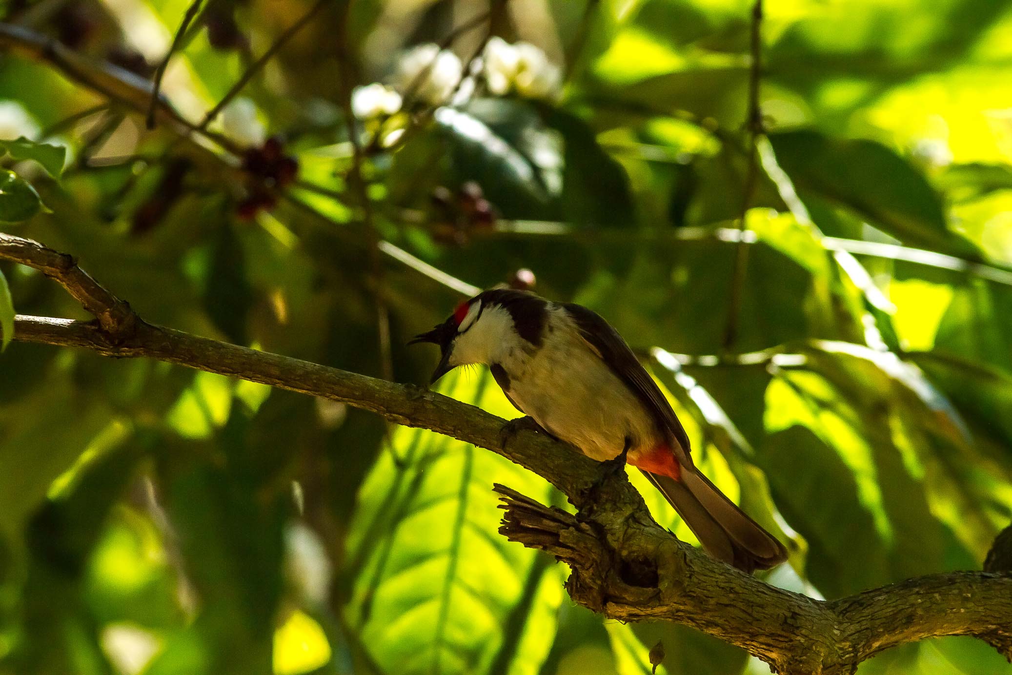 /Guewen/galeries/public/Nature/Inde/Kumily_Bird-1/bulbul_027.jpg