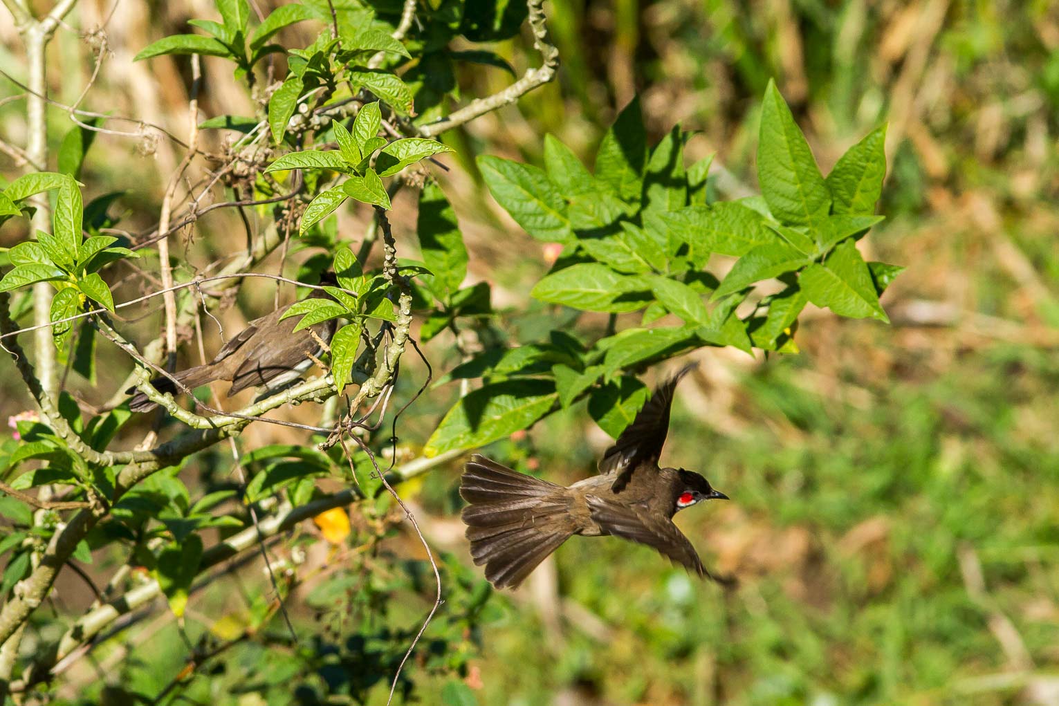 /Guewen/galeries/public/Nature/Inde/Kumily_Bird-1/bulbul_033.jpg