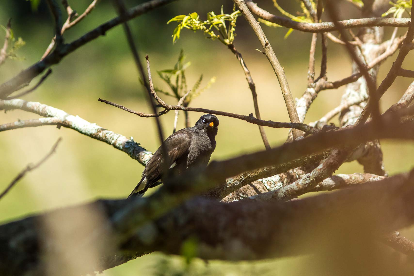 /Guewen/galeries/public/Nature/Inde/Kumily_Bird-1/martin-forestier_004.jpg