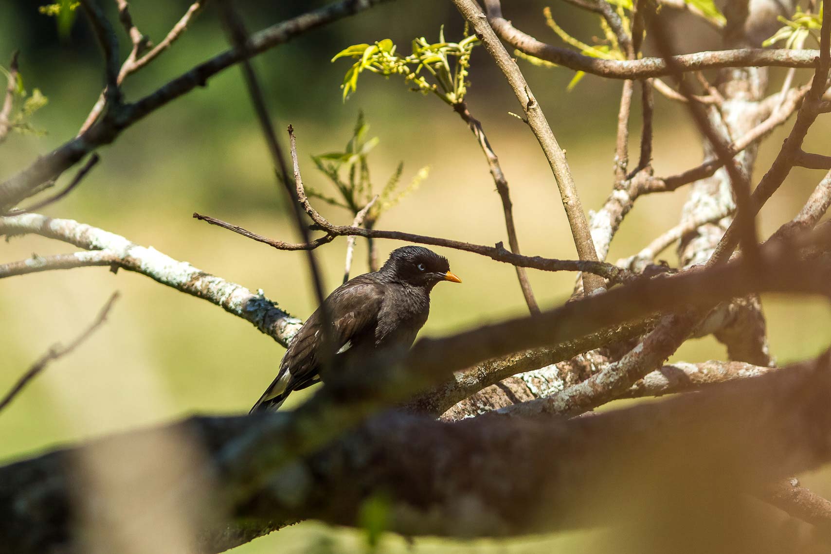 /Guewen/galeries/public/Nature/Inde/Kumily_Bird-1/martin-forestier_007.jpg
