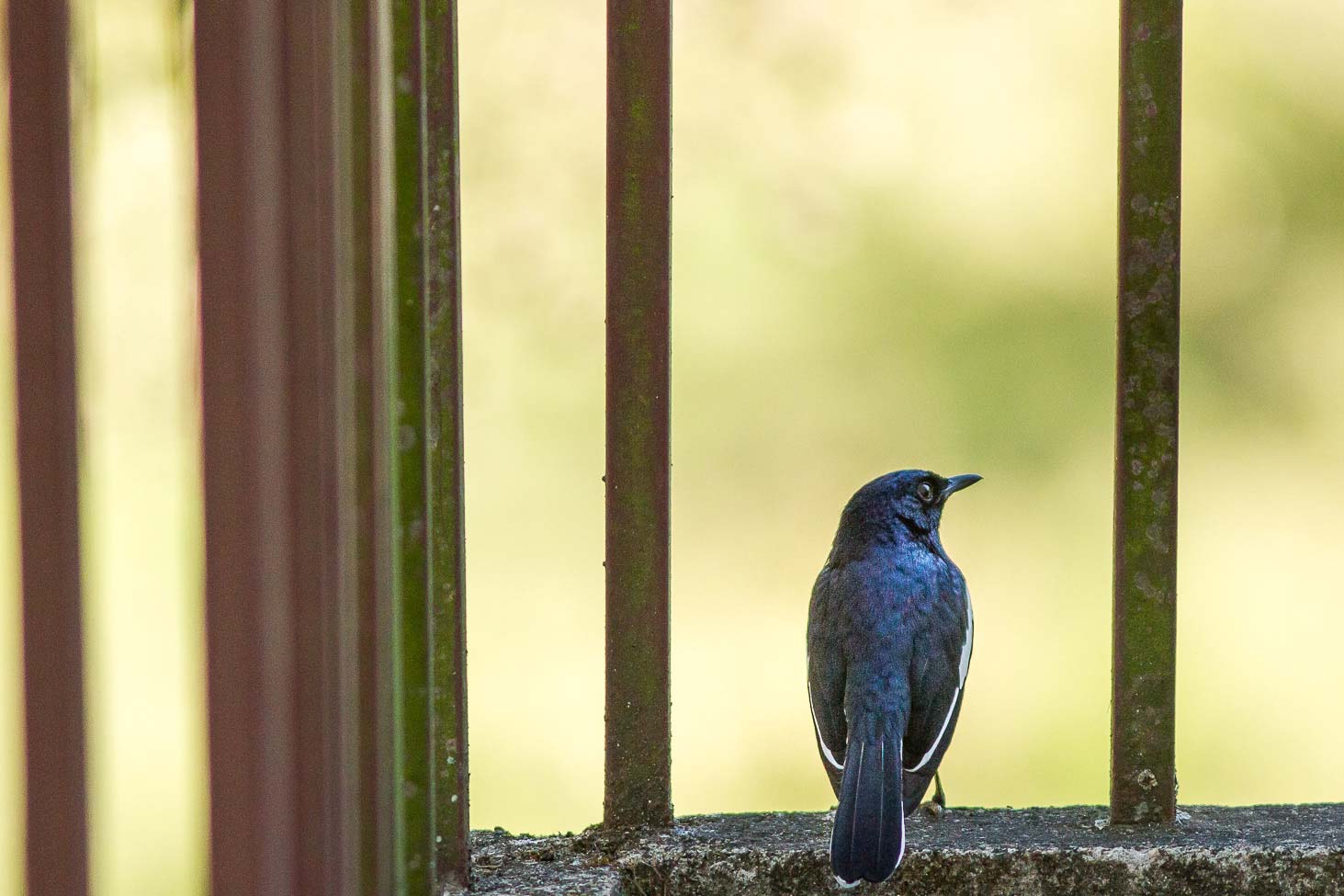 /Guewen/galeries/public/Nature/Inde/Kumily_Bird-1/shama_007.jpg