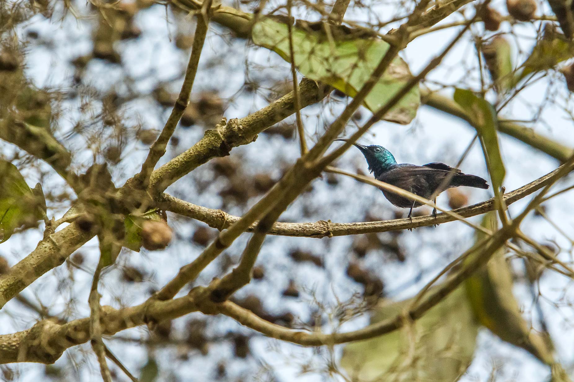 /Guewen/galeries/public/Nature/Inde/Kumily_Bird-2/souimanga_003.jpg