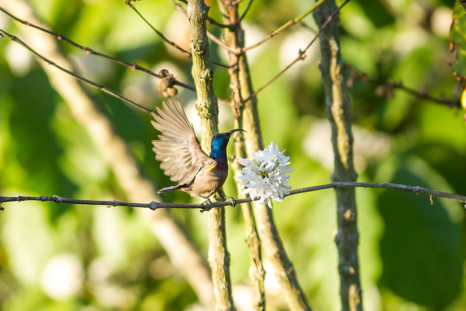 /Guewen/galeries/public/Nature/Inde/Kumily_Bird-2/souimanga_018.jpg