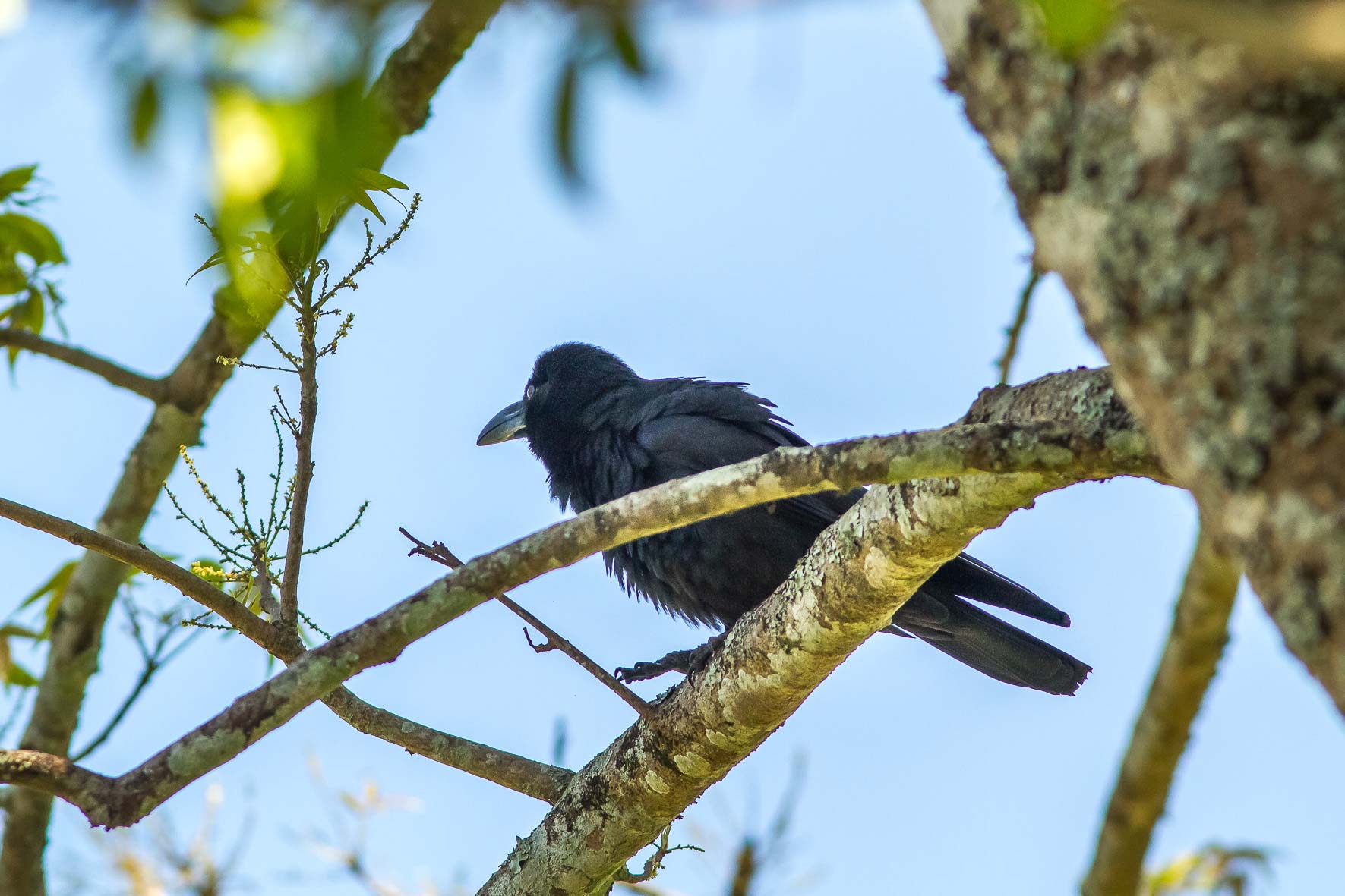 /Guewen/galeries/public/Nature/Inde/Kumily_Bird-3/Jungle-crow_004.jpg