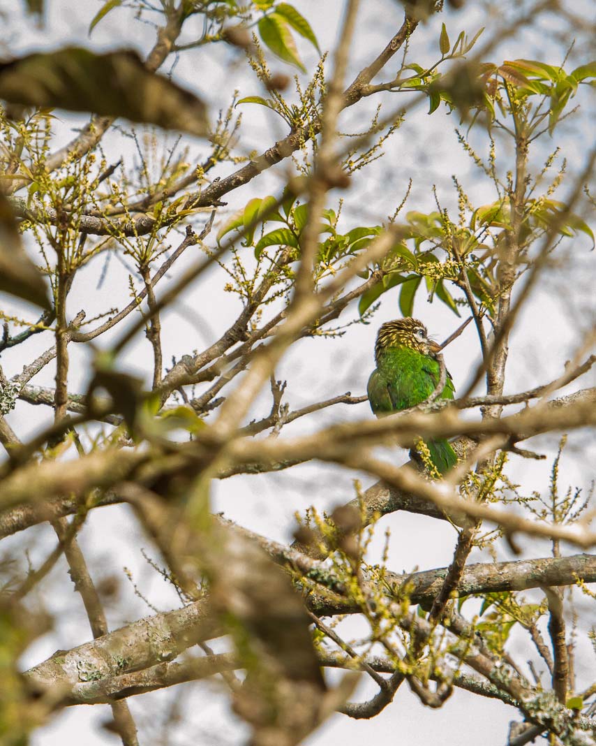 /Guewen/galeries/public/Nature/Inde/Kumily_Bird-3/barbu-vert.jpg