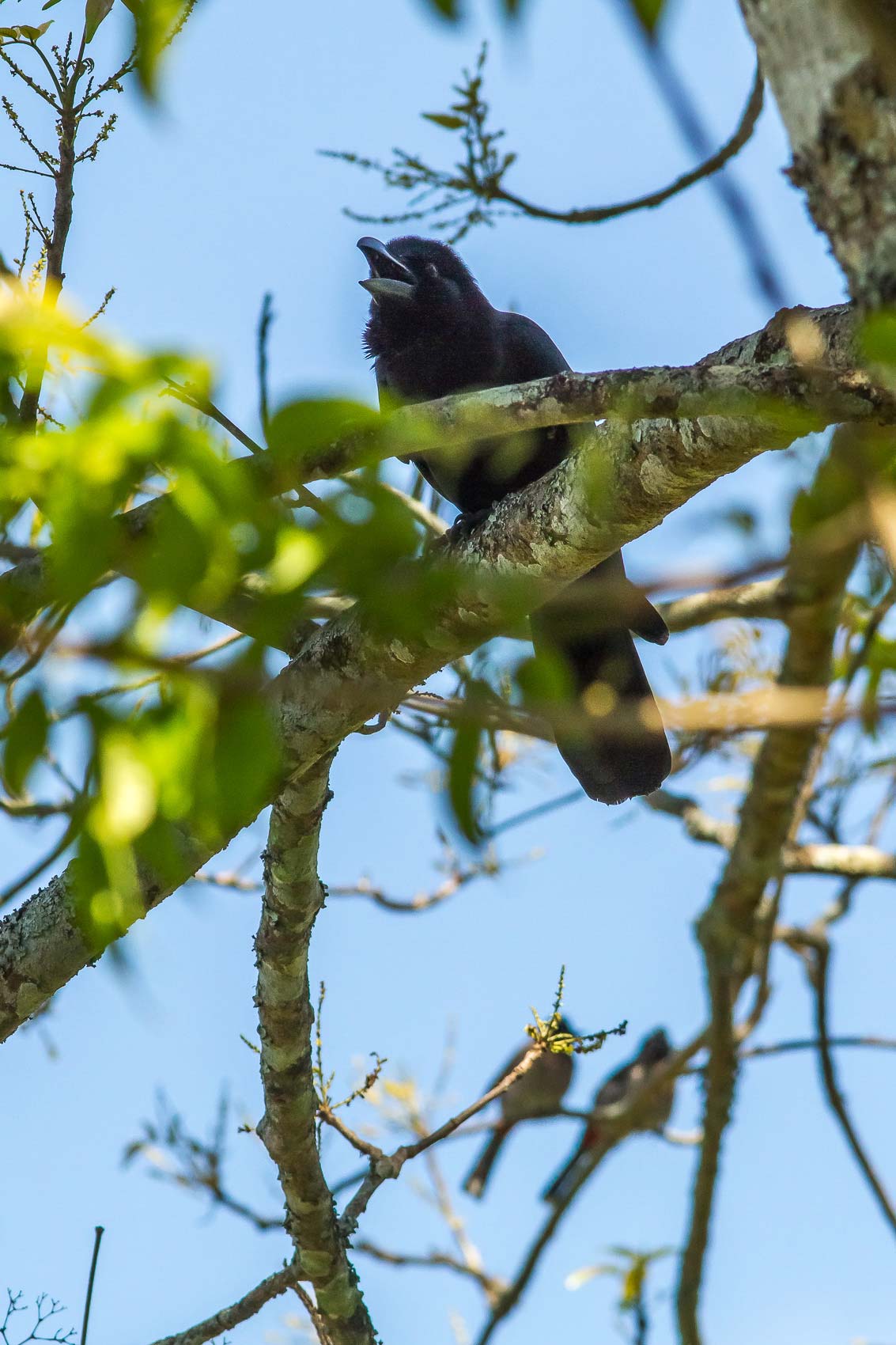 /Guewen/galeries/public/Nature/Inde/Kumily_Bird-3/bulbul_024.jpg