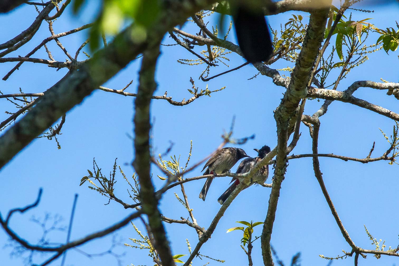/Guewen/galeries/public/Nature/Inde/Kumily_Bird-3/bulbul_025.jpg