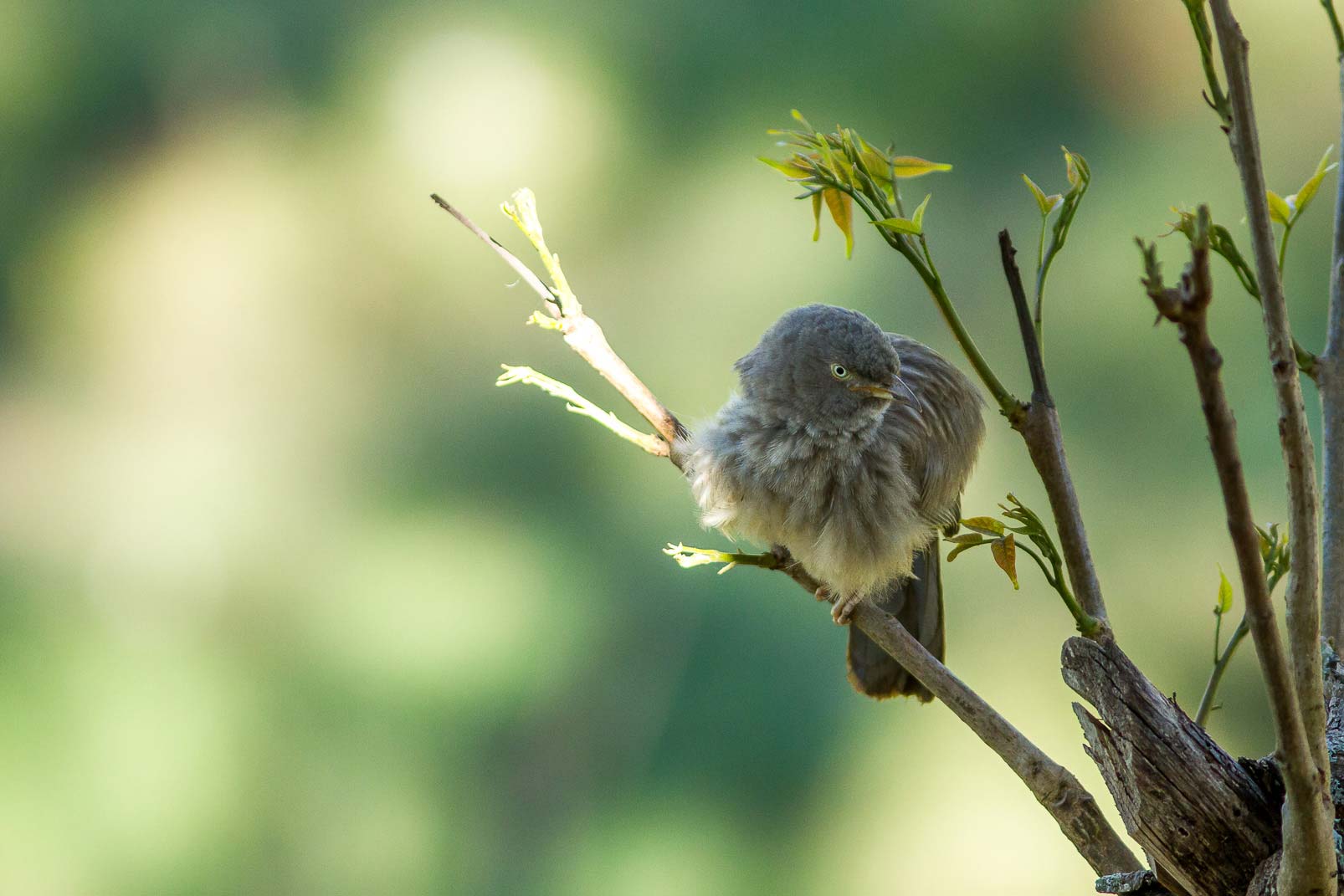 /Guewen/galeries/public/Nature/Inde/Kumily_Bird-3/craterope_001.jpg
