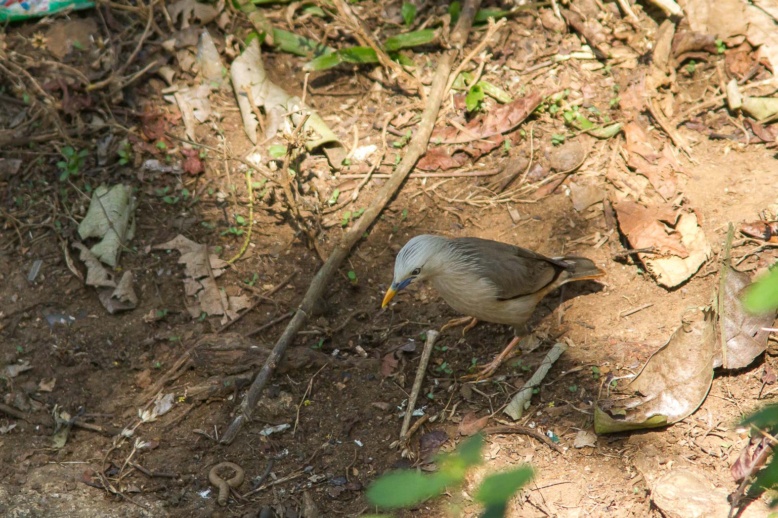 /Guewen/galeries/public/Nature/Inde/Kumily_Bird-3/etourneau_003.jpg