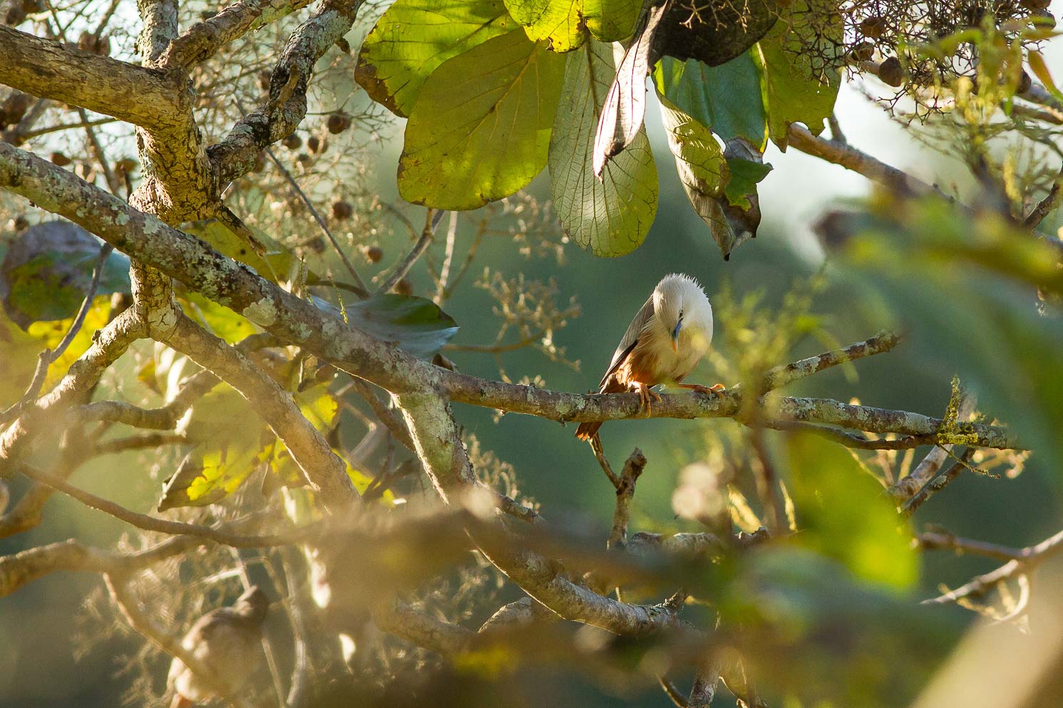 /Guewen/galeries/public/Nature/Inde/Kumily_Bird-3/etourneau_006.jpg