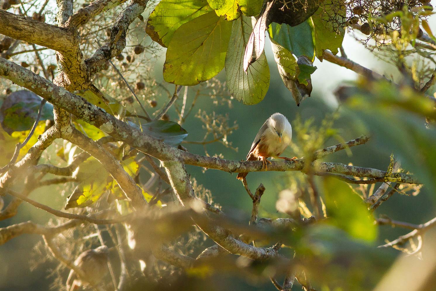 /Guewen/galeries/public/Nature/Inde/Kumily_Bird-3/etourneau_007.jpg