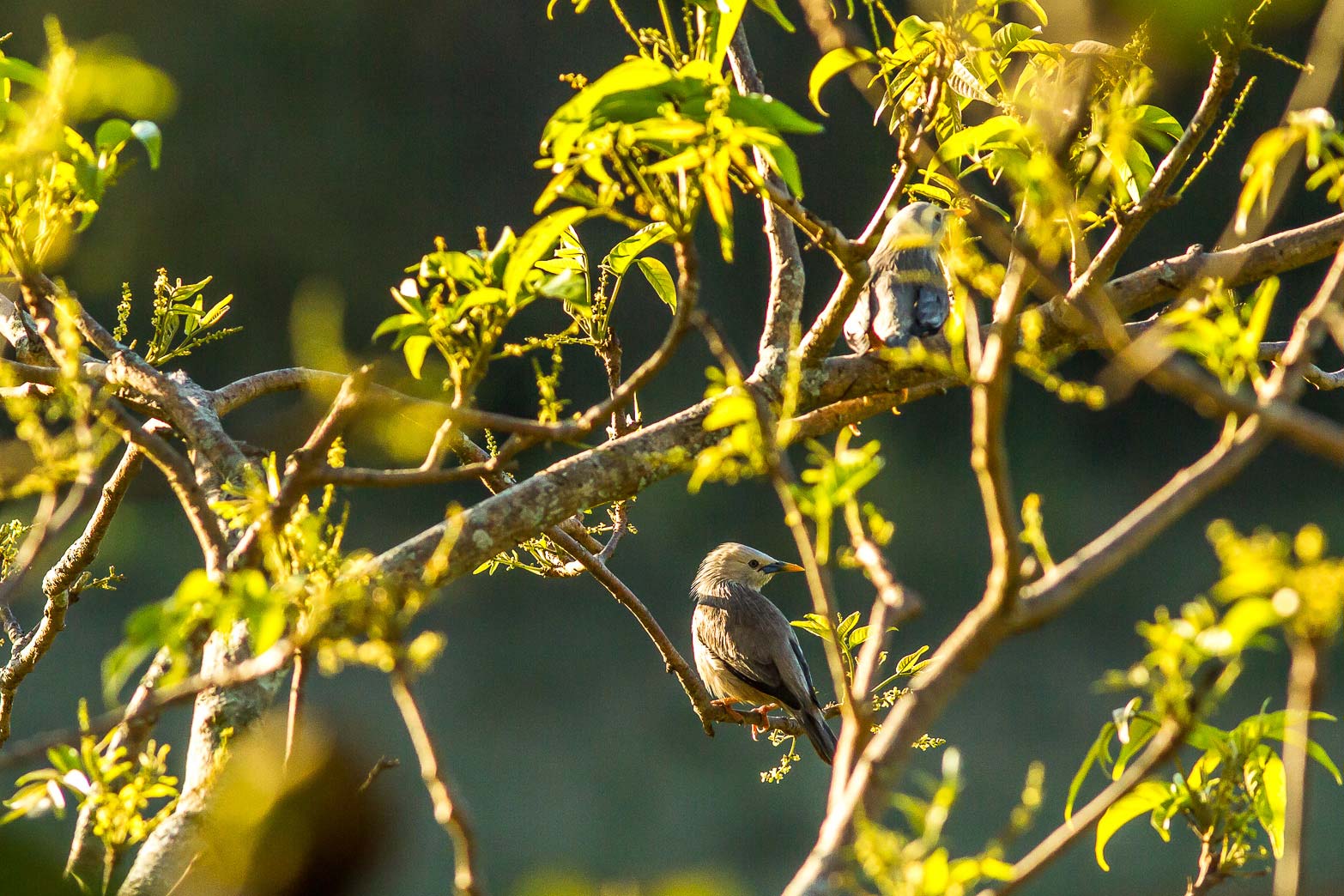 /Guewen/galeries/public/Nature/Inde/Kumily_Bird-3/etourneau_012.jpg